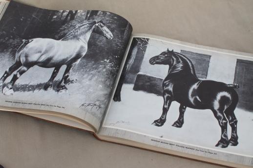 Portraits of Horses George Ford Morris